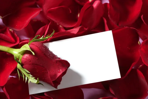 Czerwona róża makro z bliska z pusta notatka — Zdjęcie stockowe