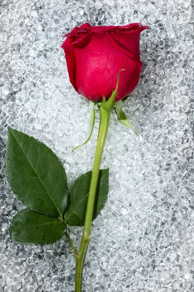 Una hermosa rosa sobre una textura redonda de vidrio —  Fotos de Stock