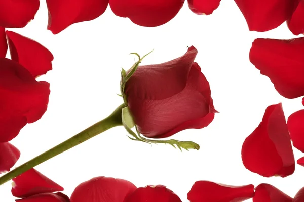 Rosa vermelha em uma armação de borda de pétalas — Fotografia de Stock