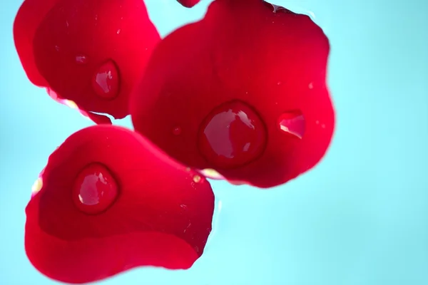 Wet close up macro rose petals, water drops — Stock Photo, Image