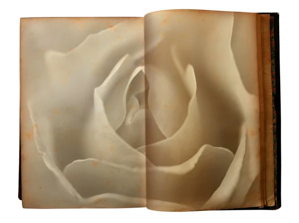 Róża drukowane na stronach otwarty starej książki — Zdjęcie stockowe