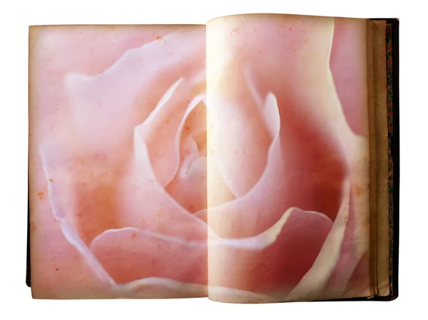Rose εκτυπώνονται στις σελίδες του ένα ανοιχτό βιβλίο παλιά — Φωτογραφία Αρχείου