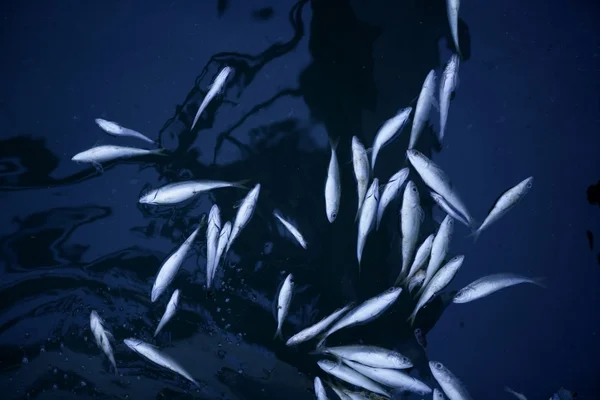 Stierf van vis in het zeewater van de vervuilde, verontreiniging — Stockfoto