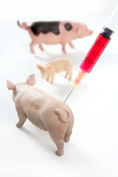 Una metáfora de la vacuna h1n1 de la gripe porcina — Stok fotoğraf