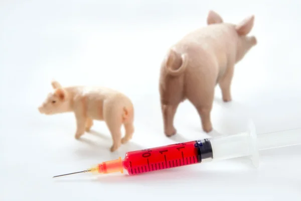 Una metáfora de la vacuna h1n1 de la gripe porcina — Stok fotoğraf