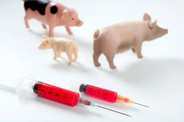 Metáfora de la vacuna contra la gripe porcina A H1N1 —  Fotos de Stock