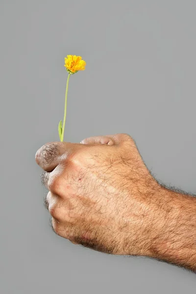 Koncept och kontrast luden hand och blomma — Stockfoto