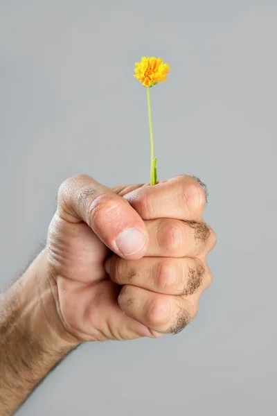 Koncept och kontrast luden hand och blomma — Stockfoto