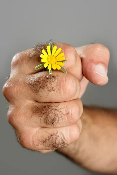 Conceito e contraste de mão homem peludo e flor — Fotografia de Stock