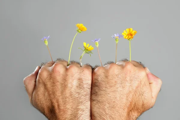 Concept en het contrast van harige man hand en bloem — Stockfoto