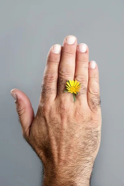 Koncept a kontrast chlupatý muž ruku a květina — Stock fotografie