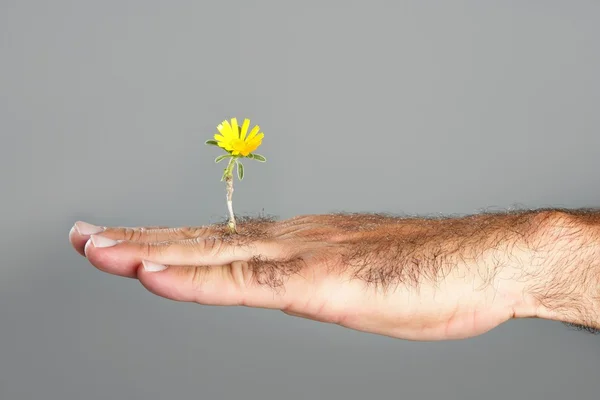 概念と毛むくじゃらの男の手と花のコントラスト — ストック写真