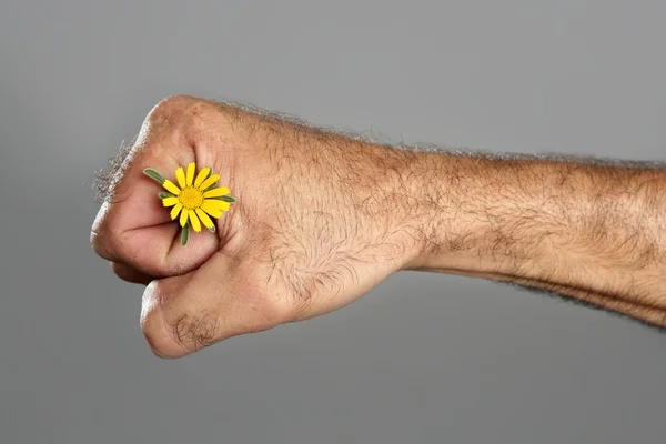 Koncepcja i kontrast owłosiony ręki i kwiat — Zdjęcie stockowe