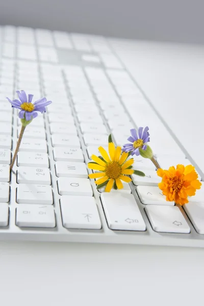 Концепція квітів, що ростуть з комп'ютера — стокове фото