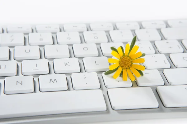 stock image Concept of flowers growing from computer