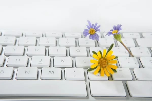 Stock image Concept of flowers growing from computer