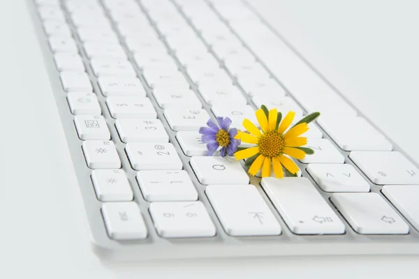 Çiçekleri bilgisayardan kavramı — Stok fotoğraf