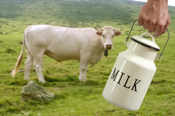 Stock image Milk pot farmer hand cow in meadow