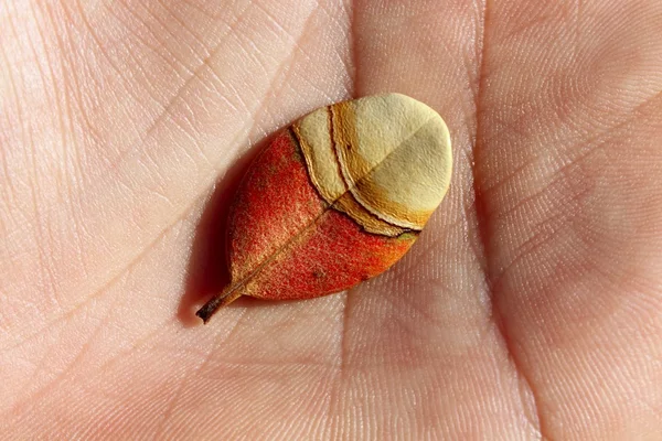 Осенний лист в макро человеческих рук — стоковое фото