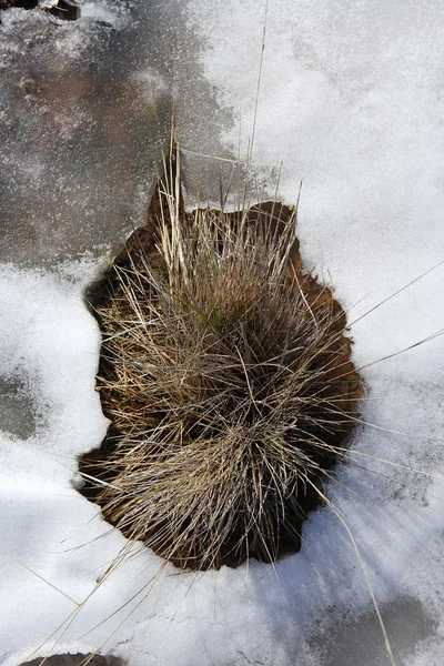 Planta seca en un suelo helado nieve blanco invierno —  Fotos de Stock