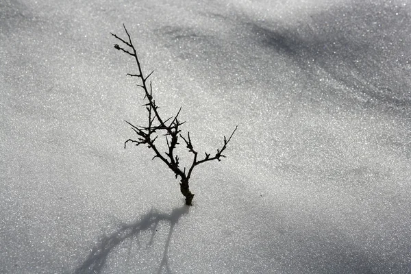 Αποξηραμένα υποκατάστημα μοναχικό δέντρο μεταφορά χιόνι έρημο — Φωτογραφία Αρχείου