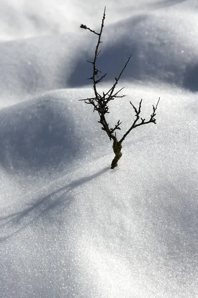 干分支棵孤独的树雪沙丘沙漠 — 图库照片
