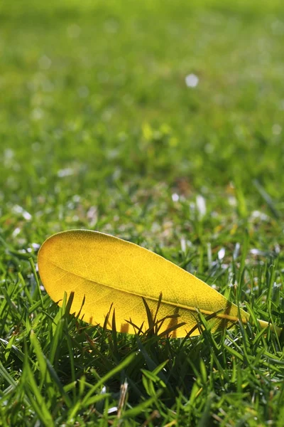 Yellow autumn fall leaf on garden green grass lawn — Stock Photo, Image