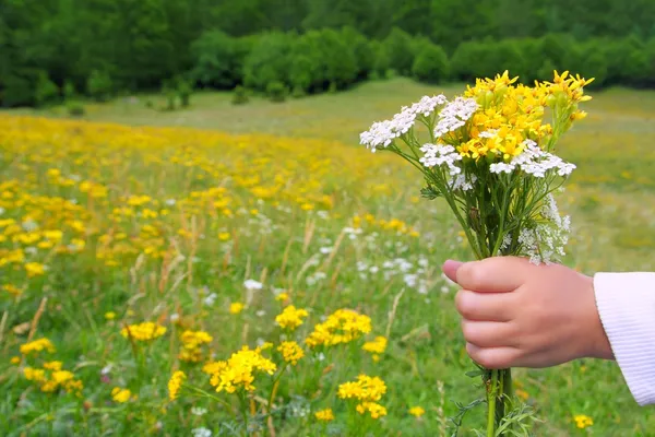 Children hand hold flowers in spring meadow — Stock Photo, Image