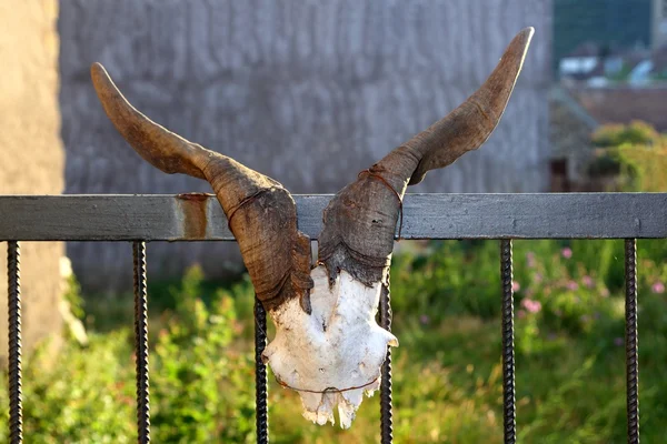 Ziegenhorn Fruchtbarkeitssymbol Metapher in Tür gebunden — Stockfoto
