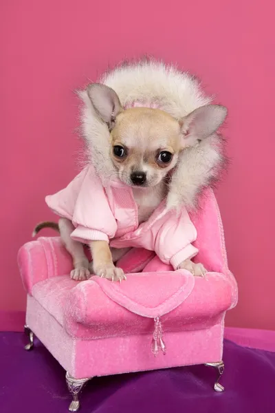 Fashion chihuahua dog barbie style pink armchair — Stock Photo, Image