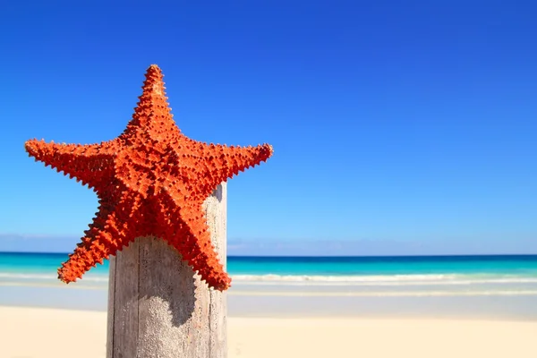 Caribe estrela do mar na praia pólo de madeira — Fotografia de Stock