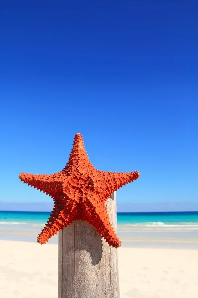 Caribbean starfish on wood pole beach — Stock Photo, Image
