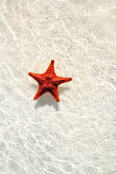 Starfish oranje in golvende ondiep water — Stockfoto