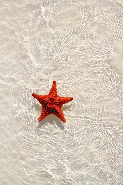 Rozgwiazda pomarańczowy w płytkiej wodzie faliste — Zdjęcie stockowe