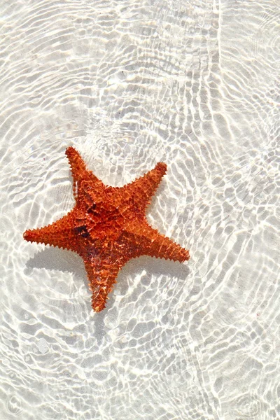Sjöstjärna orange i vågig grunt vatten — Stockfoto