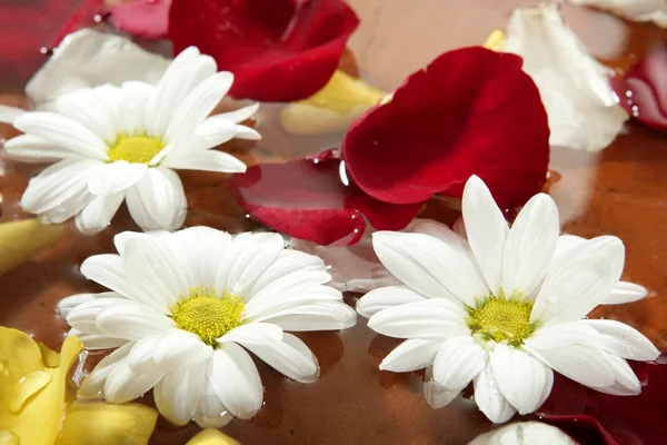 Pétalas de rosa e flor de margarida no spa de água — Fotografia de Stock