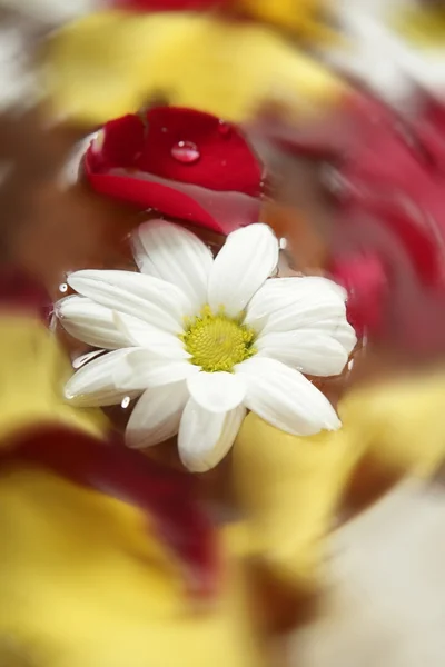 Rosenblätter und Gänseblümchen im Wasserbad — Stockfoto