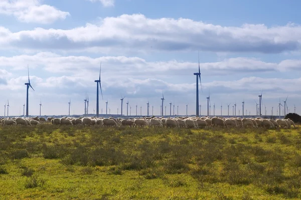 stock image Ecological electric energy windmills in meadow