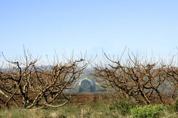 Pfirsichfelder mit Pestizidschlepper — Stockfoto