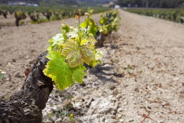 Виноградник первые весенние ростки в ряд поле в Испании — стоковое фото
