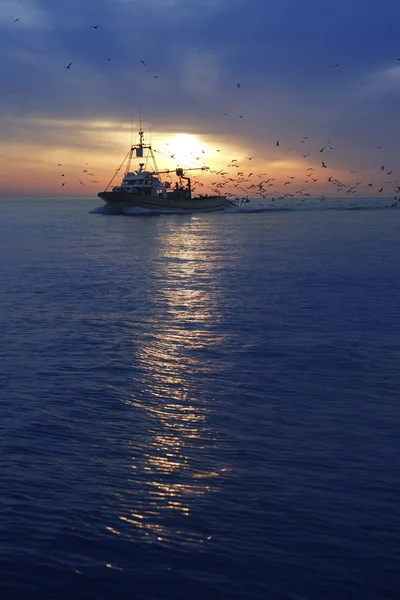 Pescăruș profesionist de pescuit la răsăritul soarelui — Fotografie, imagine de stoc