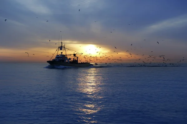Gabbiano professionista della barca da pesca all'alba del tramonto — Foto Stock