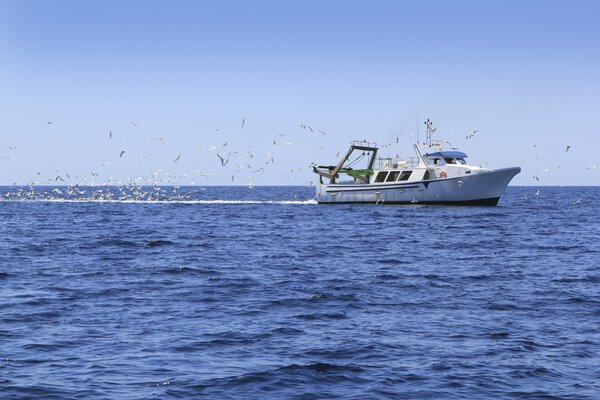Professional fisherboat many seagulls blue ocean