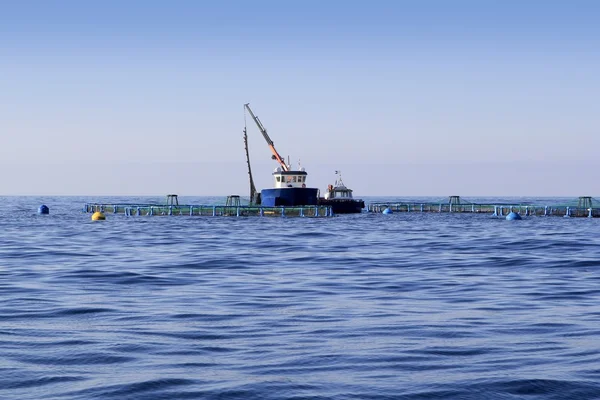 Fiskodling på blå havet havet horisonten — Stockfoto