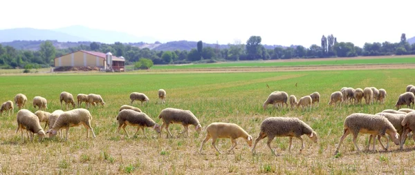 Ovejas rebaño pastoreo prado en el campo de hierba —  Fotos de Stock
