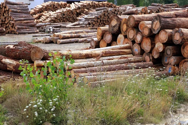Grumes troncs industrie du bois empilés en plein air — Photo