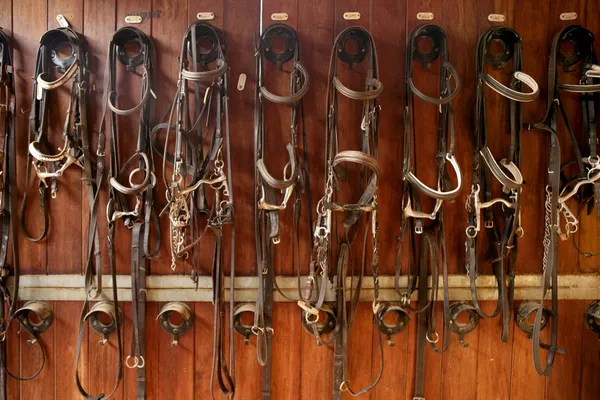 Horse riders complements, rigs, reins, leather over wood — Stock Photo, Image