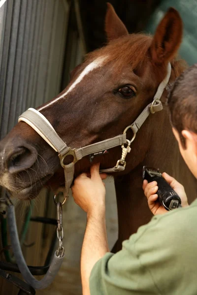 Horse portrait. Man shaving brown horse neck — Stock Photo, Image