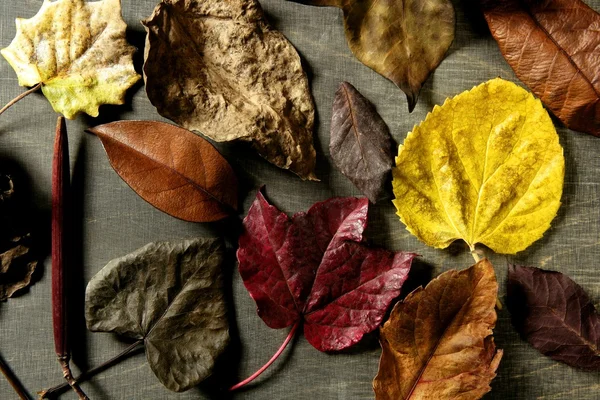 Still of autumn leaves, dark wood background, fall image — Stock Photo, Image