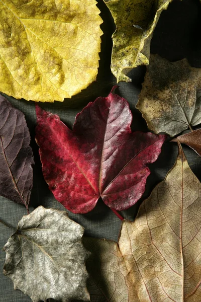 Leaves still of autumn leaves, dark wood background, fall classic images — Stock Photo, Image